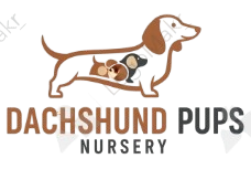Dachshund Pet store