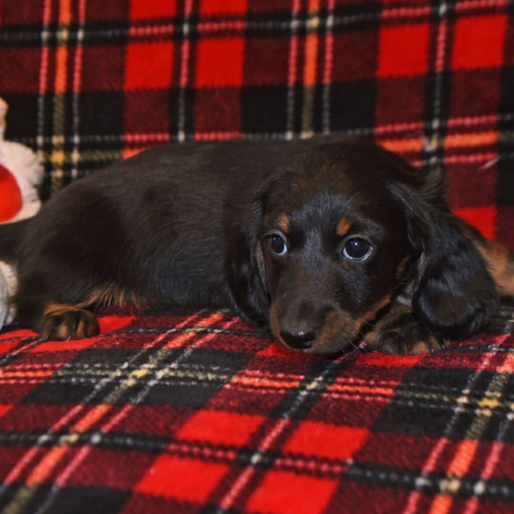 dachshund puppies for sale in Toronto