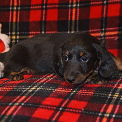 dachshund puppies for sale in Toronto