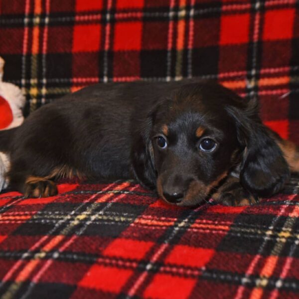 dachshund puppies for sale in Toronto