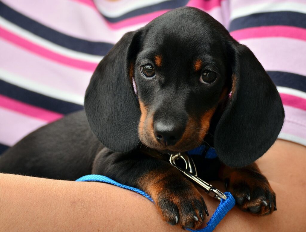 dachshund puppies for sale toronto ontario