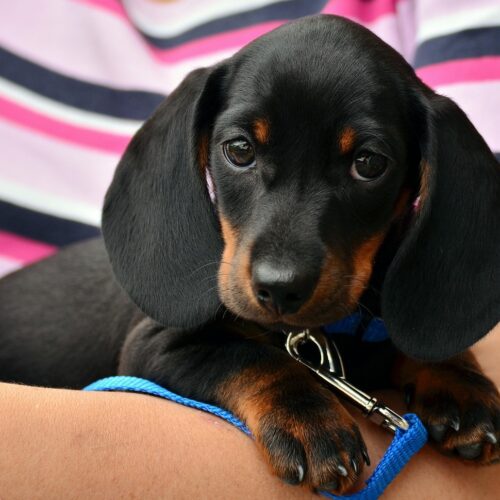dachshund puppies for sale toronto ontario