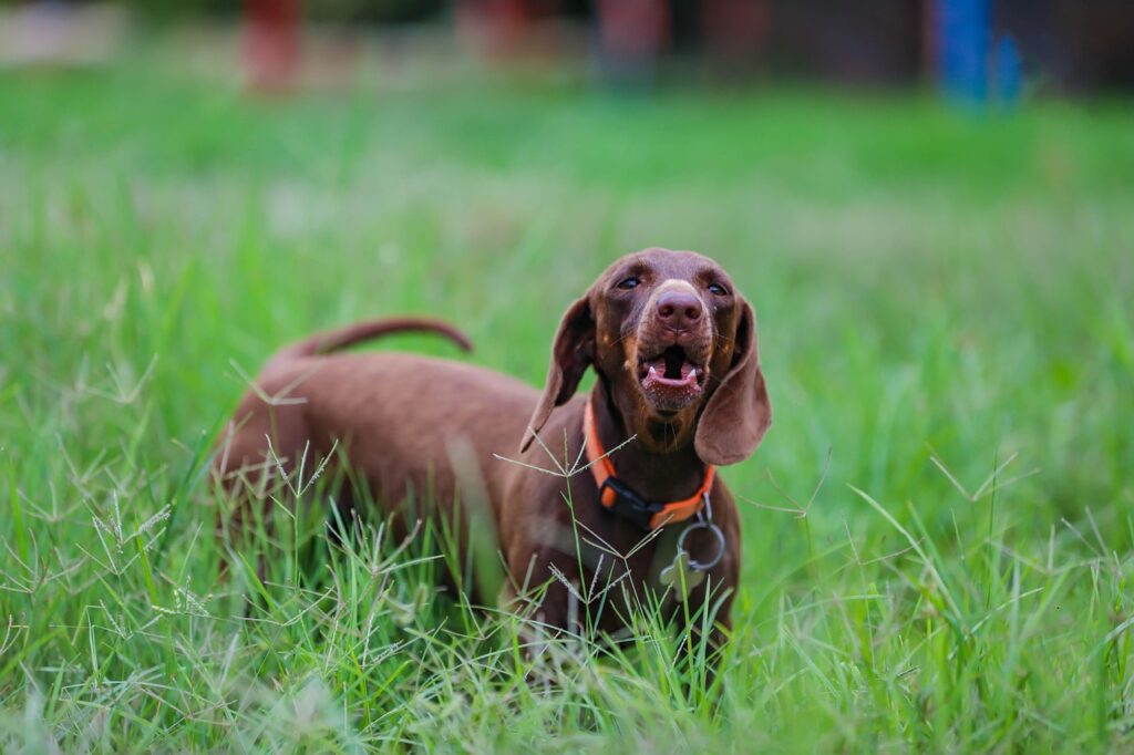 long haired dachshund puppies price