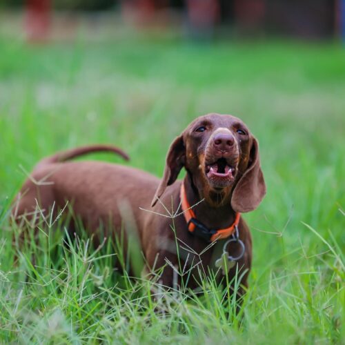 long haired dachshund puppies price