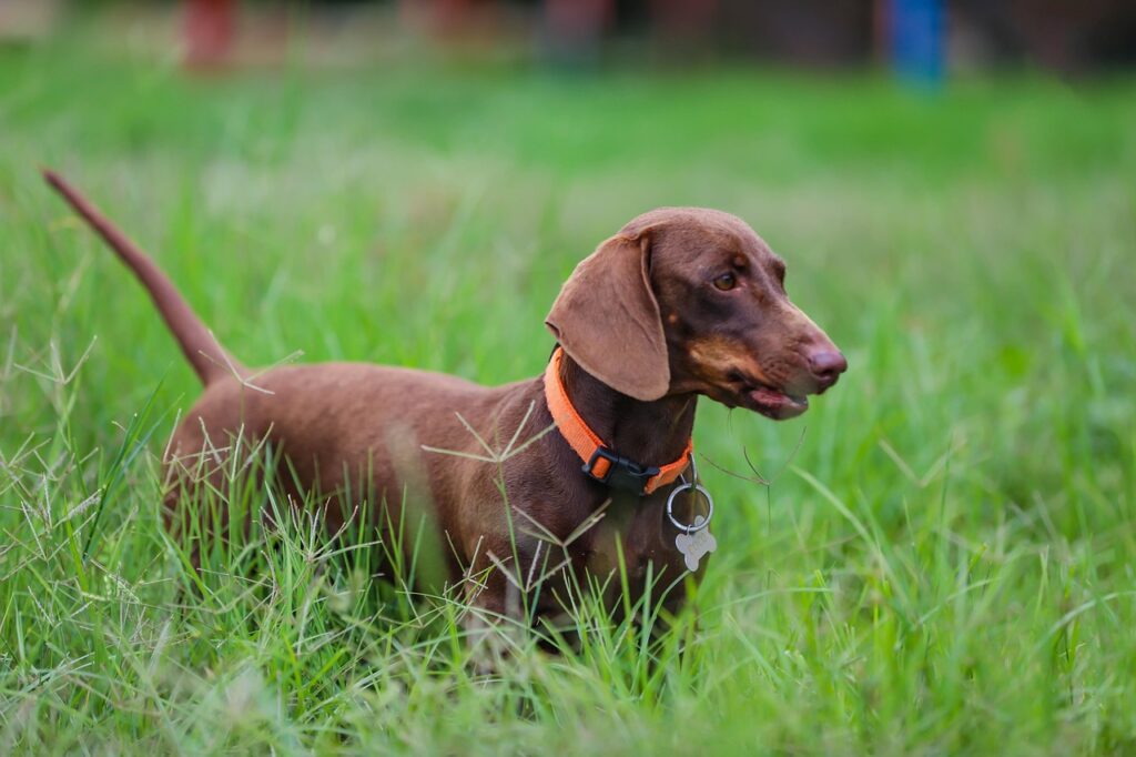 cheap dachshund puppies in ottawa