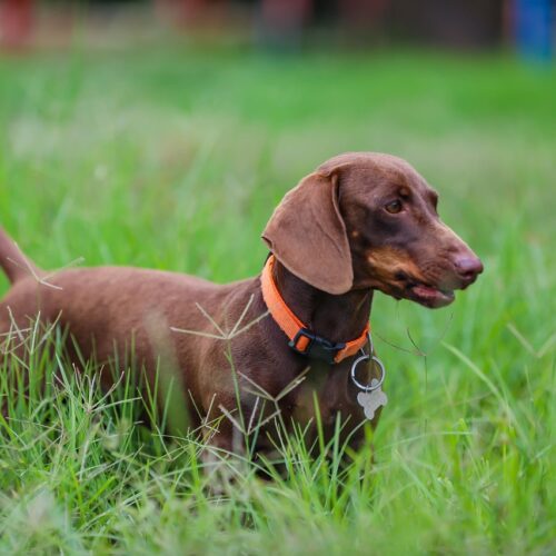 cheap dachshund puppies in ottawa