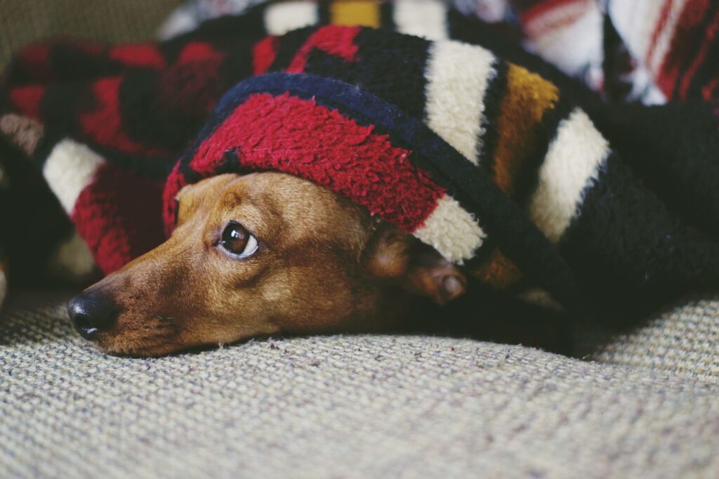 dachshund puppies for sale in ottawa