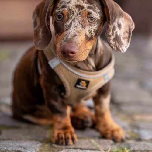 cheap dachshund puppy for sale in canada