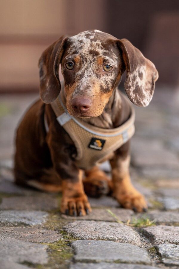 cheap dachshund puppy for sale in canada