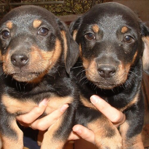 dachshund pup laval quebec