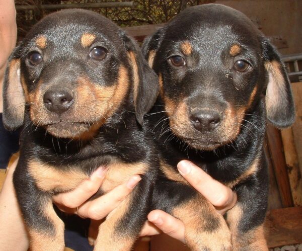 dachshund pup laval quebec